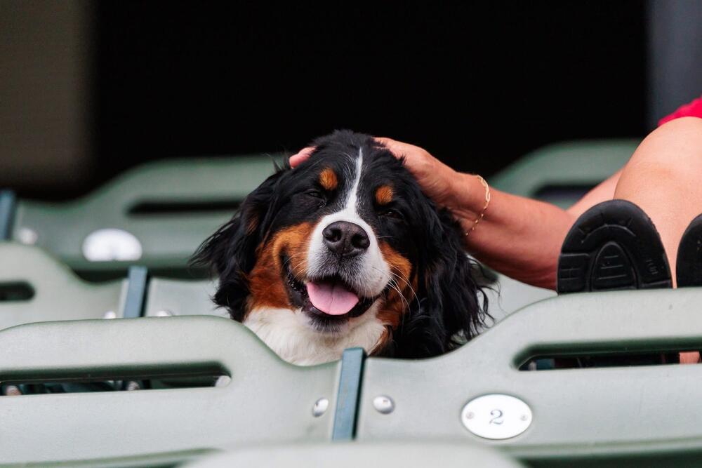Chicago Dogs vs Kansas City Monarchs