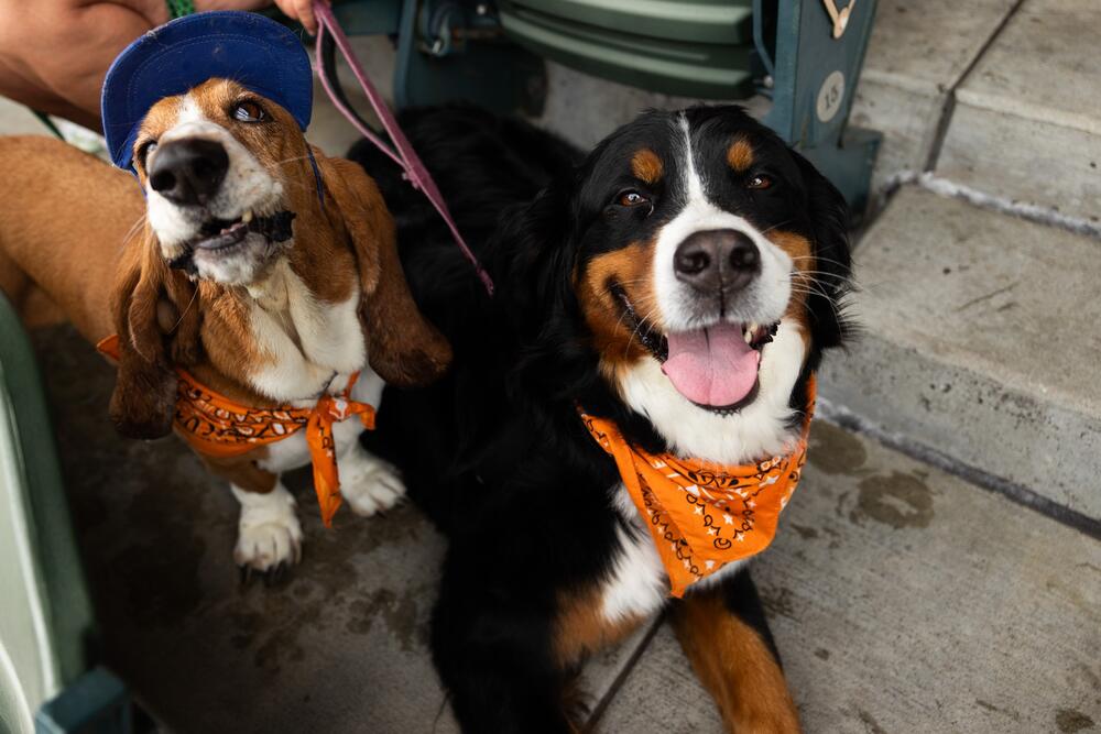 Winnipeg Goldeyes vs Kansas City Monarchs